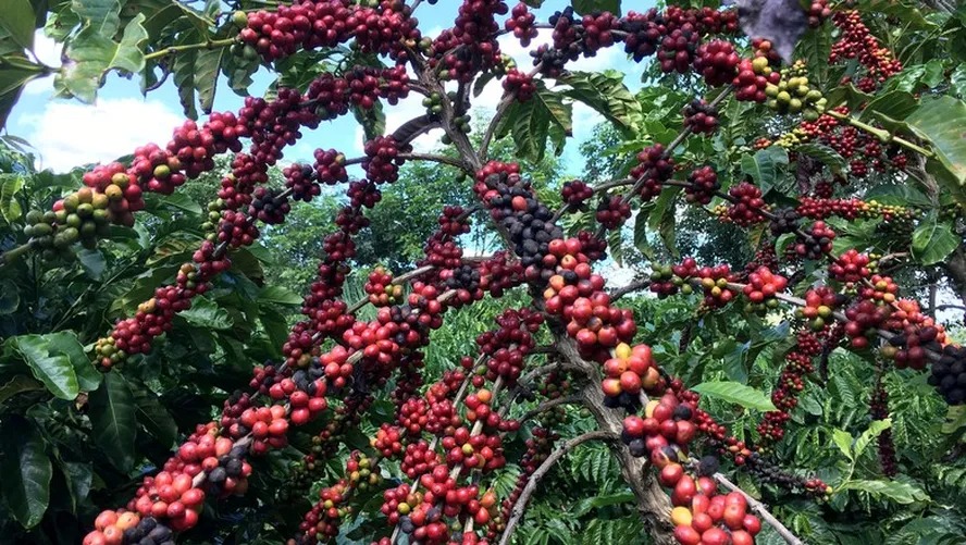 Em abril, exportações do setor agropecuário baiano movimentam mais de meio bilhão de dólares