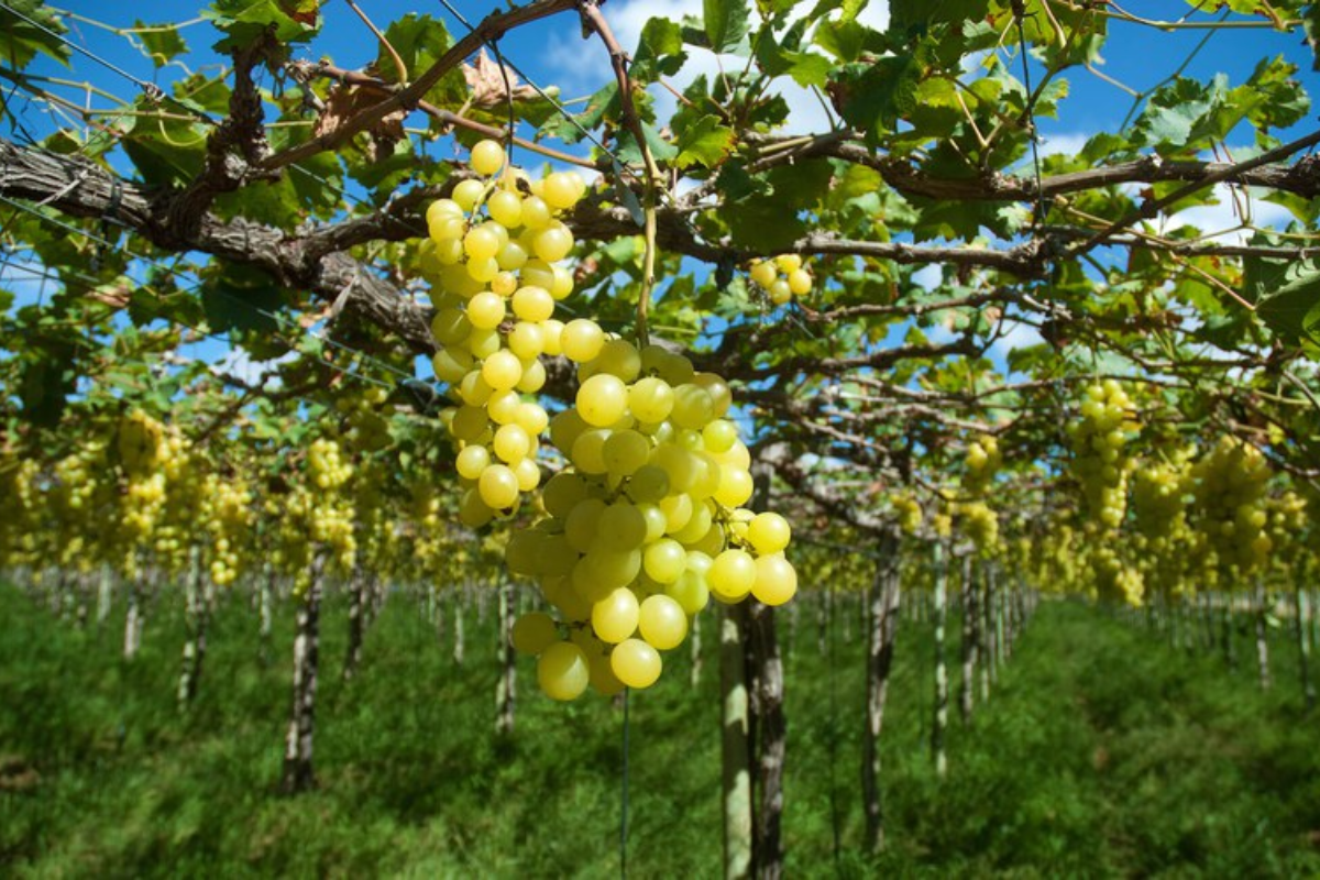 Bahia lidera exportações e Nordeste fatura US$ 24,8 bilhões no mercado internacional