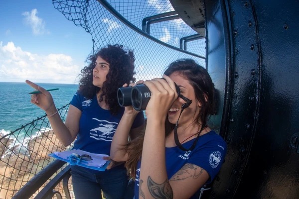 Temporada das baleias jubarte terá observatório no Farol da Barra
