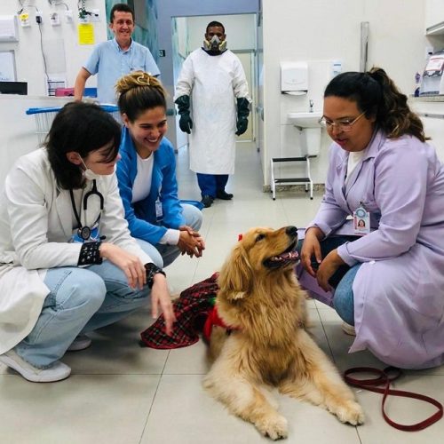 Cão terapeuta leva alegria para pacientes em cuidados paliativos no Hospital Mont Serrat