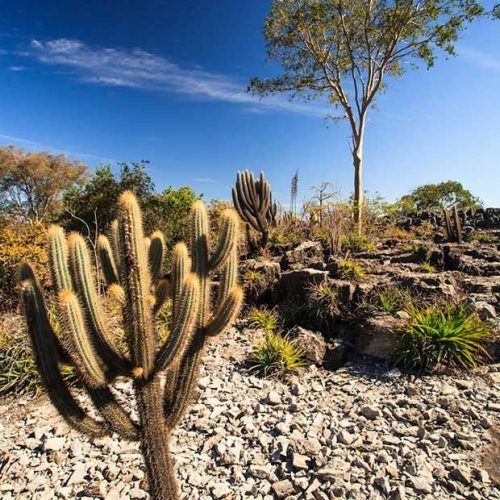 Caatinga é tema de exposição na Biblioteca do Meio Ambiente Milton Santos