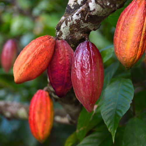 Produtores de cacau na Bahia e Pará receberão investimentos de fundo para agricultura familiar