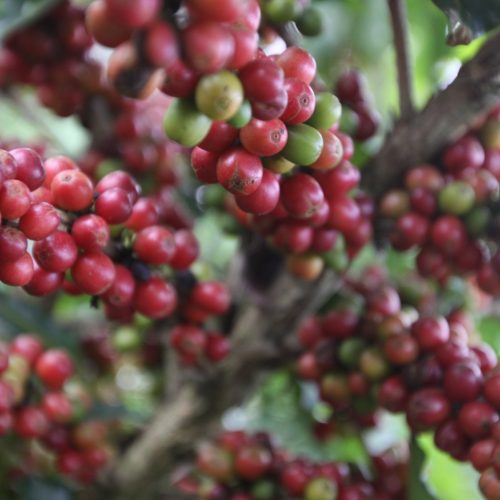 Maior produtora do Nordeste, cidade baiana pode ganhar título de capital do café arábica