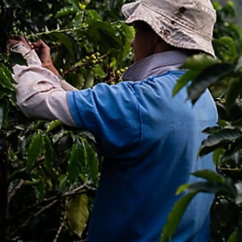 Café do Brasil presente no menu dos voos da United Airlines