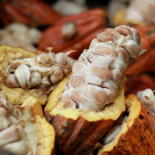 Milho, feijão e cacau vão puxar alta da produção agrícola baiana em 2026