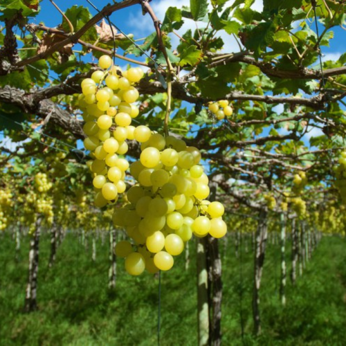 Bahia lidera exportações e Nordeste fatura US$ 24,8 bilhões no mercado internacional