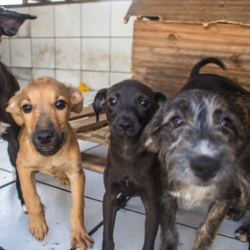 Lei que autoriza moradores a dar abrigo para animais sem tutores em condomínios é aprovada