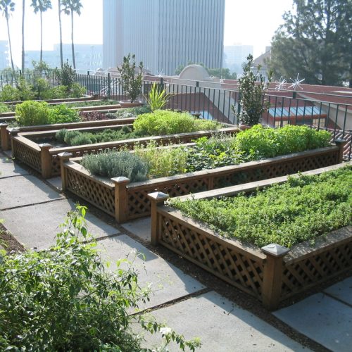 Hortas urbanas oferecem sustentabilidade e saúde para moradores de grandes centros