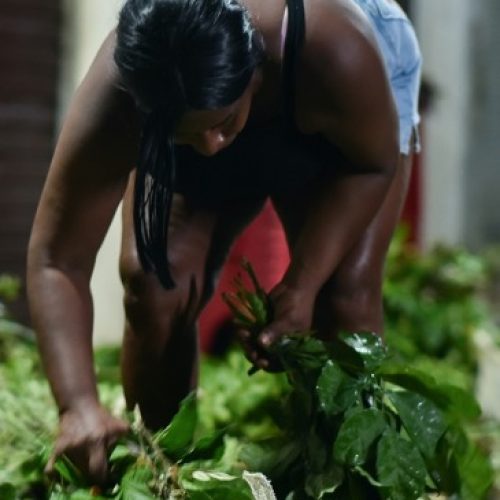 Documentário “Jornada das Folhas” tem lançamento no próximo dia 31