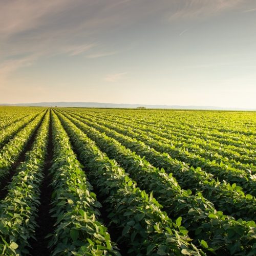 Safra de grãos na Bahia deve crescer 7,3% em 2025, aponta IBGE