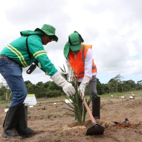 Cachoeira recebe primeira fazenda-modelo para produção de combustíveis renováveis na Bahia