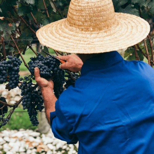 Alimentos sustentáveis da Bahia são sucesso na maior feira do ramo na América Latina