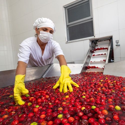 Carne do semiárido e polpas da Caatinga representam a Bahia no cardápio da COP-30