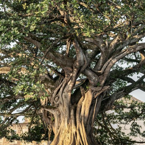 Exposição “Da semente ao barro” destaca arte e natureza no Tribunal de Justiça da Bahia