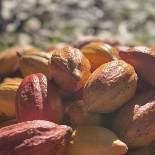 Oeste baiano sedia maior evento voltado para produção de cacau do país