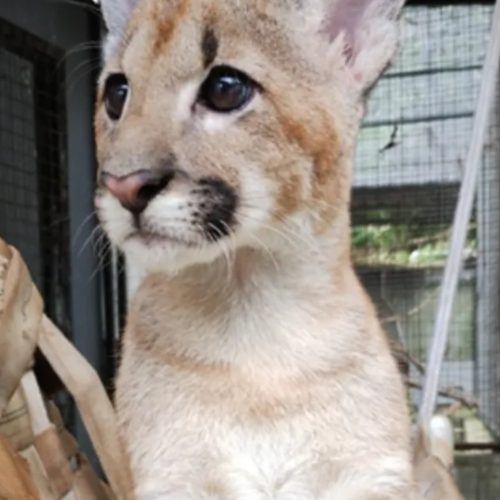Público de Salvador poderá voltar ao zoológico na próxima semana; confira detalhes