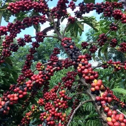 Em abril, exportações do setor agropecuário baiano movimentam mais de meio bilhão de dólares