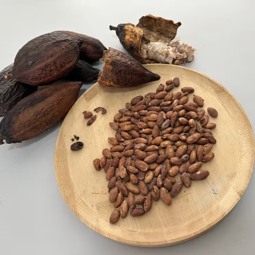 Governo Federal suspende importação de cacau da Costa do Marfim