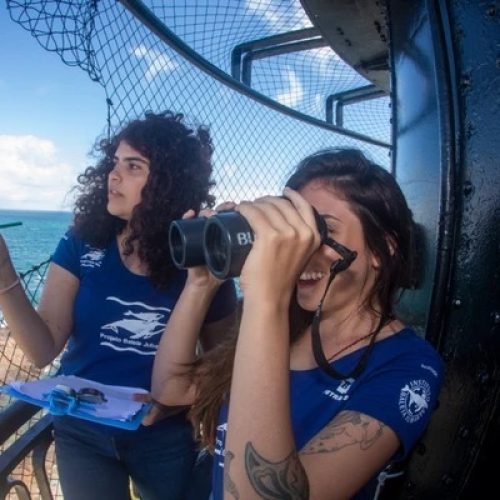 Temporada das baleias jubarte terá observatório no Farol da Barra