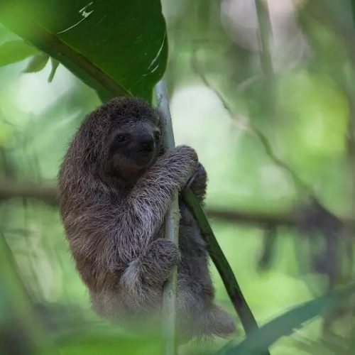 Projeto de proteção à preguiça-de-coleira na Bahia rende prêmio ao Tivoli Praia do Forte