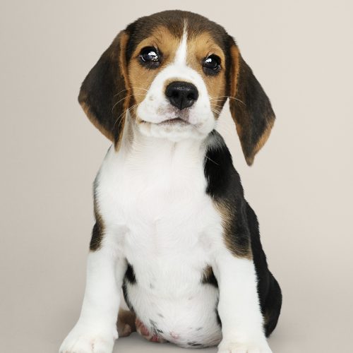 Adorable Beagle puppy solo portrait