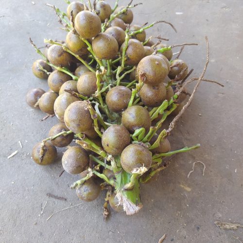 Macaúba (foto: Shutterstock)