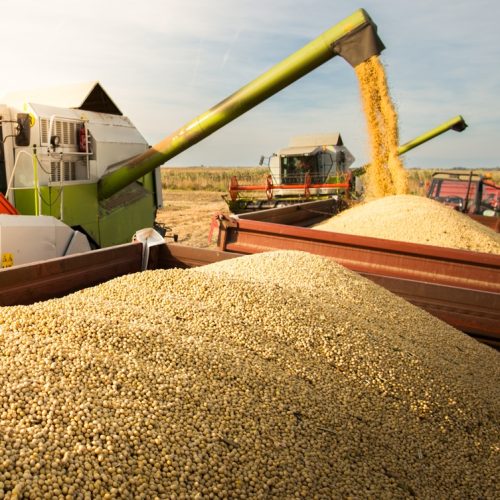 Soja (foto: Shutterstock)