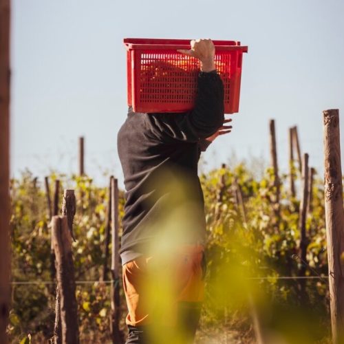 Agronegócio bate recorde com 28,2 milhões de pessoas ocupadas em 2024