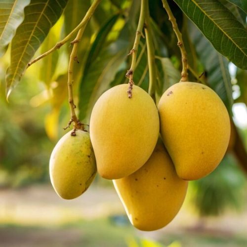 Bahia inicia preparativos para exportação de manga aos EUA a partir de julho